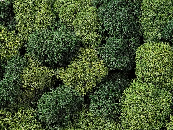 Noch 8621 All Scale Lichen Double-Pack, Light & Dark Green 78g
